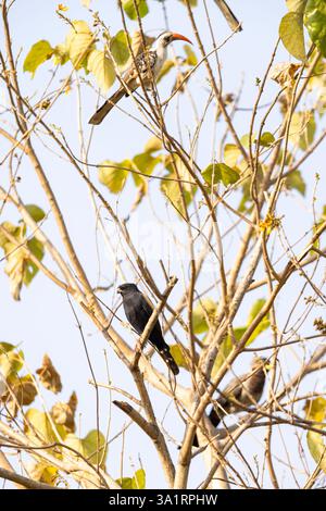 Ovambo sparrowhawk Accipiter ovampensis, adulto arroccato su albero, Kambujeh, Brikama, Gambia, gennaio Foto Stock