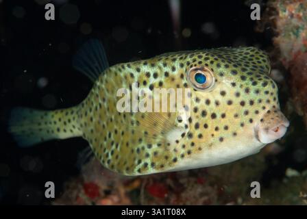 Shortnose Boxfish, Rhynchostracion nasus, immersioni notturne, sito di immersione TK1, stretto di Lembeh, Sulawesi, Indonesia Foto Stock