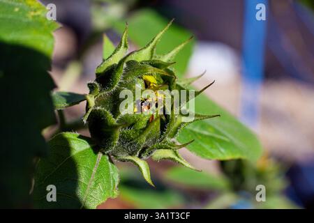 Coccinello nascosto all'interno di un girasole in erba sotto la luce del sole Foto Stock