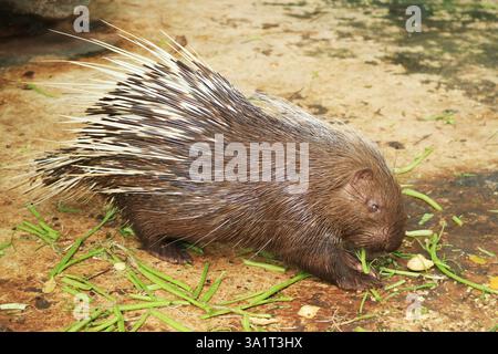 Adorabile Porcupine del Vecchio mondo che mangiano Foto Stock