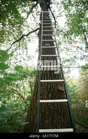 Vista dal basso della scala che sale sull'albero, ideazione di sport di arrampicata. Foto Stock