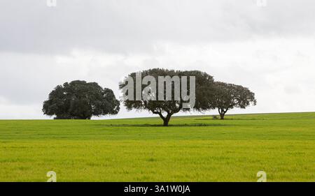 Querce da sughero isolate su un grande campo verde ad Alentejo, Portogallo Foto Stock