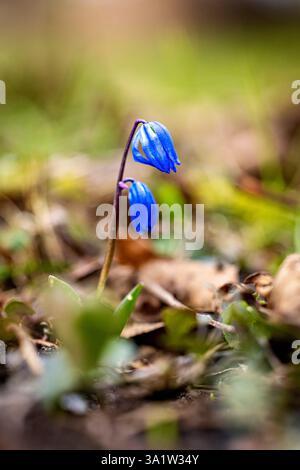 Lo squill blu siberiano in primavera Foto Stock