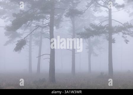 Haldon Forest in una mattinata nebbiosa, Devon, Inghilterra. Inverno (gennaio) 2025. Foto Stock