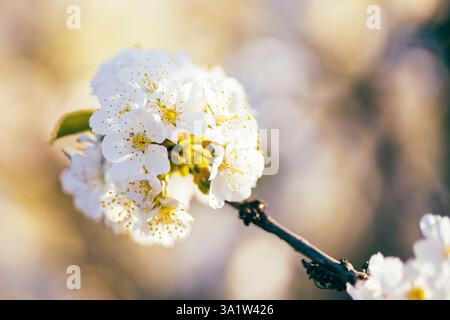 Fiori di ciliegio in fiore in primavera, in una giornata di sole. Foto Stock