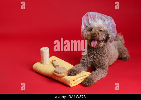 Cane carino con cuffia da doccia e altri accessori da bagno su sfondo rosso Foto Stock