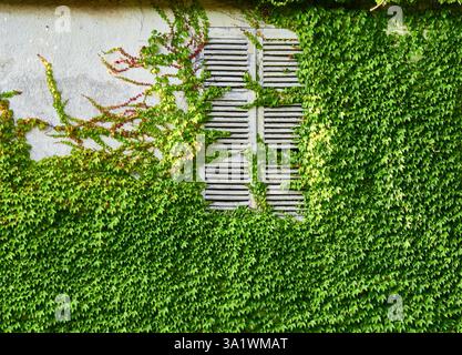 Edera verde rigogliosa che cresce sulla parete con finestre persiane che mostrano bellezza naturale Foto Stock