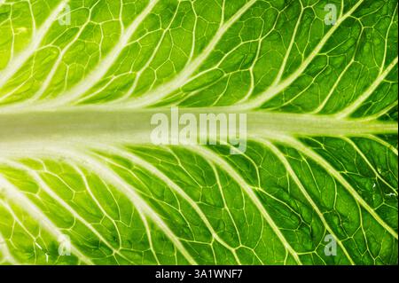 Primo piano del gambo su una foglia di lattuga romaina Foto Stock