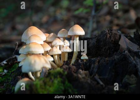 Gruppo di funghi su un ceppo in decomposizione nella foresta, piccolo fungo con tappo arancione pallido Foto Stock