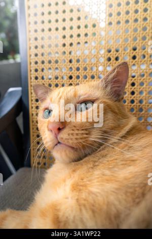 Un primo piano di un gatto tabby arancione con gli occhi azzurri verdastro, seduto di fronte a una sedia intrecciata Foto Stock