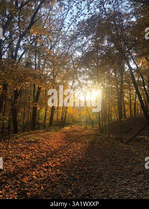 La luce del sole filtra tra gli alberi autunnali, illuminando un sentiero forestale Foto Stock