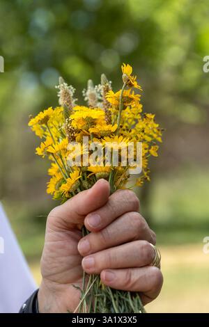 Una mano di donna che regge un bouquet di fiori selvatici gialli primaverili o estivi, sfondo sfocato e vibrazioni positive, regalo per festeggiare. Foto Stock