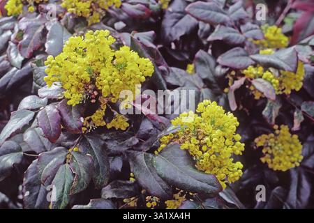 Particolare di una pianta in piena fioritura di uva dell'Oregon o di mirtillo, Berberis aquifolium, Berberidaceae Foto Stock