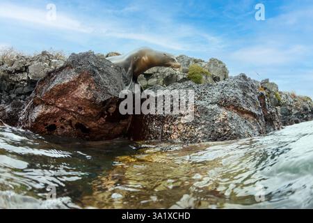 Un leone marino delle Galapagos, Zalophus californianus wollebacki, isola di Santa Cruz, arcipelago delle Galapagos, Ecuador. Foto Stock