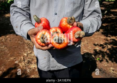 agricoltore che detiene frutti di anacardi maturi nella fattoria thailandese nelle giornate di sole Foto Stock