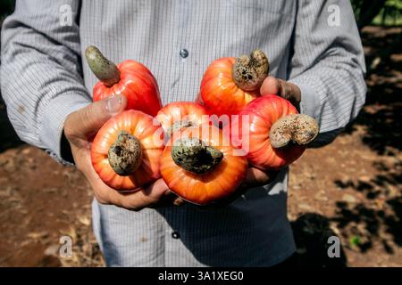 agricoltore che detiene frutti di anacardi maturi nella fattoria thailandese nelle giornate di sole Foto Stock
