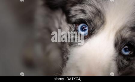 Primo piano di un Border Collie Blue Merle con occhi blu sorprendenti sguardo intenso e morbida texture di pelliccia messa a fuoco selettiva sull'occhio del cane Foto Stock