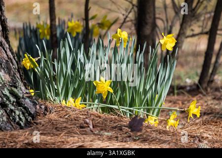 Growing daffodils in the garden, one of the first spring flowers Foto Stock