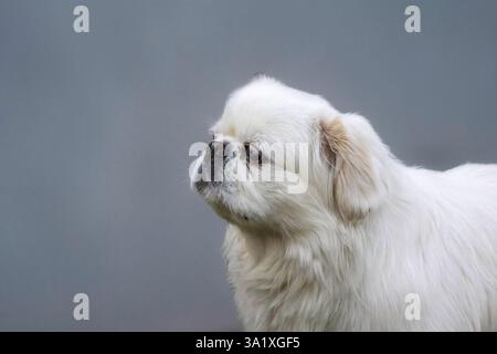 Piccola, pekinese bianco di 8 anni Foto Stock