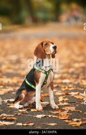 Il simpatico cane spaniel cocker è seduto a terra nel parco con foglie cadute. Foto Stock