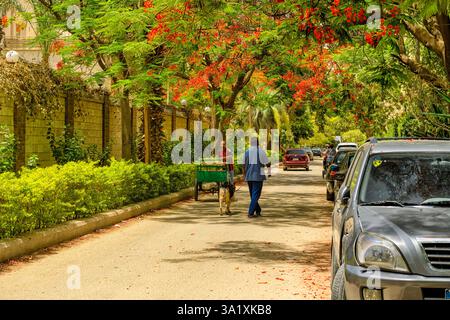 Gli alberi di Poinciana reali in fiore trasformano il quartiere di Maadi di rosso brillante Foto Stock