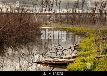 Una moody e accattivante fotografia paesaggistica del fiume Bosque in Texas, con acqua ferma che riflette i resti scheletrici di una foresta bruciata. Foto Stock