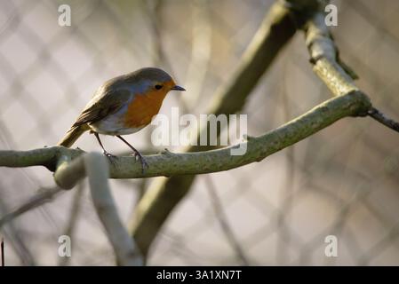 Robin in una siepe Foto Stock