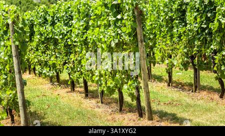 Rigogliosi filari verdi di vigneti con vigneti in una giornata di sole in campagna. Foto Stock