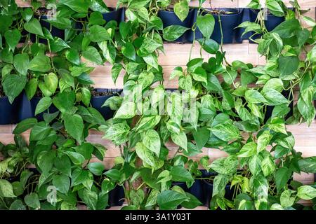 Giardino verticale con lussureggianti piante verdi su uno sfondo di legno Foto Stock
