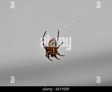 tessitore orb maculato (Crocifera di Neoscona), le macchie sulla pancia sembrano faccia Foto Stock