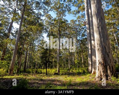 I quattro alberi di karri Aces, un ponte sull'albero Foto Stock