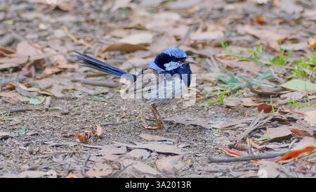 Blu maschile superba Fairywren (Malurus cyaneus) in colori riproduttivi sul fondo secco della foresta durante il giorno coperto alla Liffey Forest Reserve, Tasmania, Australia Foto Stock