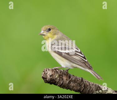 Femmina Lesser Goldfinch (Spinus psaltria) appollaiata su un ramoscello da cortile, Sacramento County, California. Foto Stock