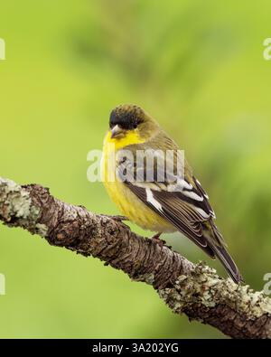 Maschio Lesser Goldfinch (Spinus psaltria) arroccato su un ramoscello da cortile, Sacramento County, California. Foto Stock