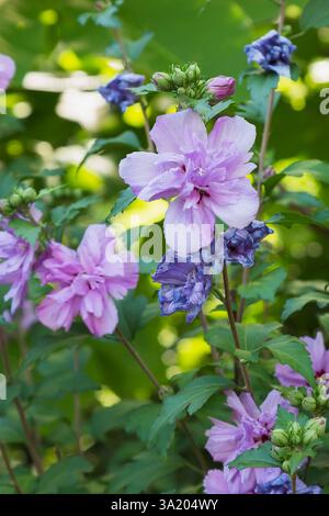 Primo piano di Hibiscus syriacus 'Oiseau Bleu' - Rosa di fiori di Sharon in estate, Quebec, Canada Foto Stock