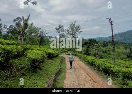 Camminate attraverso la Holyrood Tea Estate lungo il Pekoe Trail, Watagoda, Sri Lanka Foto Stock