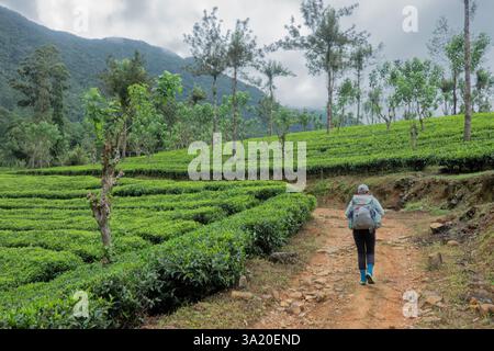 Camminate attraverso la Holyrood Tea Estate lungo il Pekoe Trail, Watagoda, Sri Lanka Foto Stock