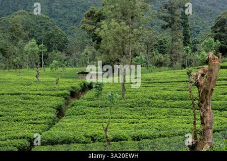 Camminate attraverso la Holyrood Tea Estate lungo il Pekoe Trail, Watagoda, Sri Lanka Foto Stock