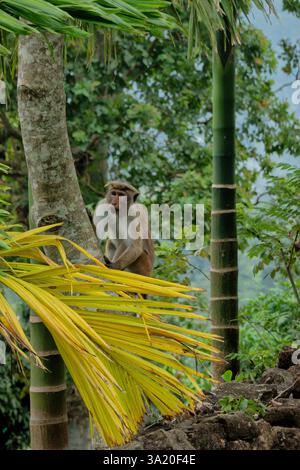 Toque macaque nella foresta sul Pekoe Trail, Kandy, Sri Lanka Foto Stock