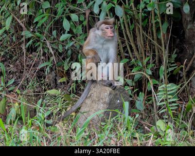 Toque macaque nella foresta sul Pekoe Trail, Kandy, Sri Lanka Foto Stock