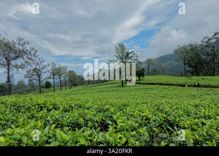 Camminate attraverso la tenuta del tè Stellenberg lungo il Pekoe Trail, Pupuressa, Sri Lanka Foto Stock