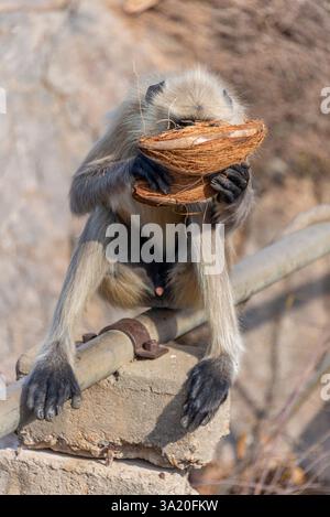 Una tranquilla cattura di un languore grigio indiano arroccato su una pietra, tenendo delicatamente una buccia di cocco mentre mangia. Foto Stock
