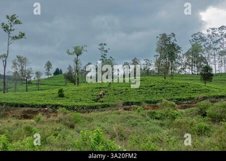 Camminate attraverso la tenuta del tè Stellenberg lungo il Pekoe Trail, Pupuressa, Sri Lanka Foto Stock