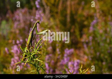 Mantide di preghiera europea (Mantis religiosa) in habitat naturale, Portogallo Foto Stock