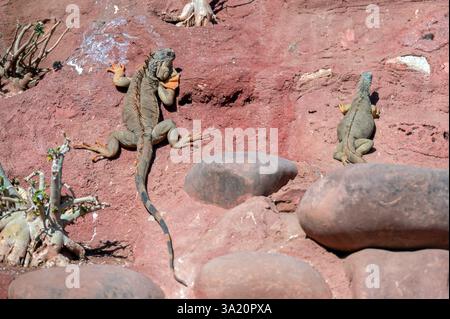 Due lucertole si godono la luce del sole su rocce calde in un ambiente naturale marocchino. Foto Stock