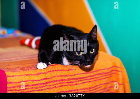 Un gatto bianco e nero è comodamente sdraiato su un morbido letto, godendo di una posizione accogliente e possibilmente sognando pacificamente Foto Stock