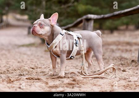 Nuovo Bulldog francese color marrone arancio Isabella con imbracatura a Y e guinzaglio nella sabbia Foto Stock