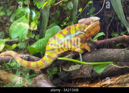 panther camaleonte Furcifer pardalis rettile su un albero Foto Stock