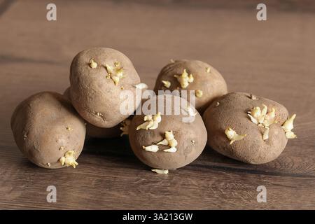 Patate vecchie germogliate. Le patate contengono due tipi di glicoalcaloidi, tossine, la concentrazione è più alta negli occhi, germogli Foto Stock