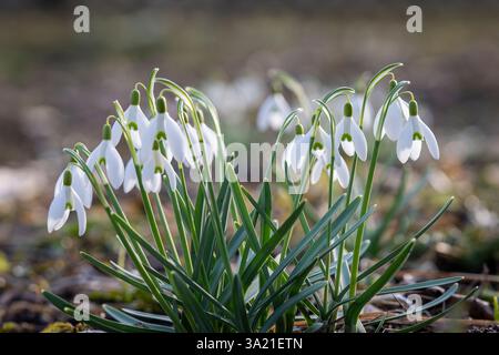 La prima fiamma bianca di snowdrop. Fiore primaverile snowdrop (Galanthus). Uno dei primi segni della primavera. Giardino naturale di marzo. Primo piano. Foto Stock